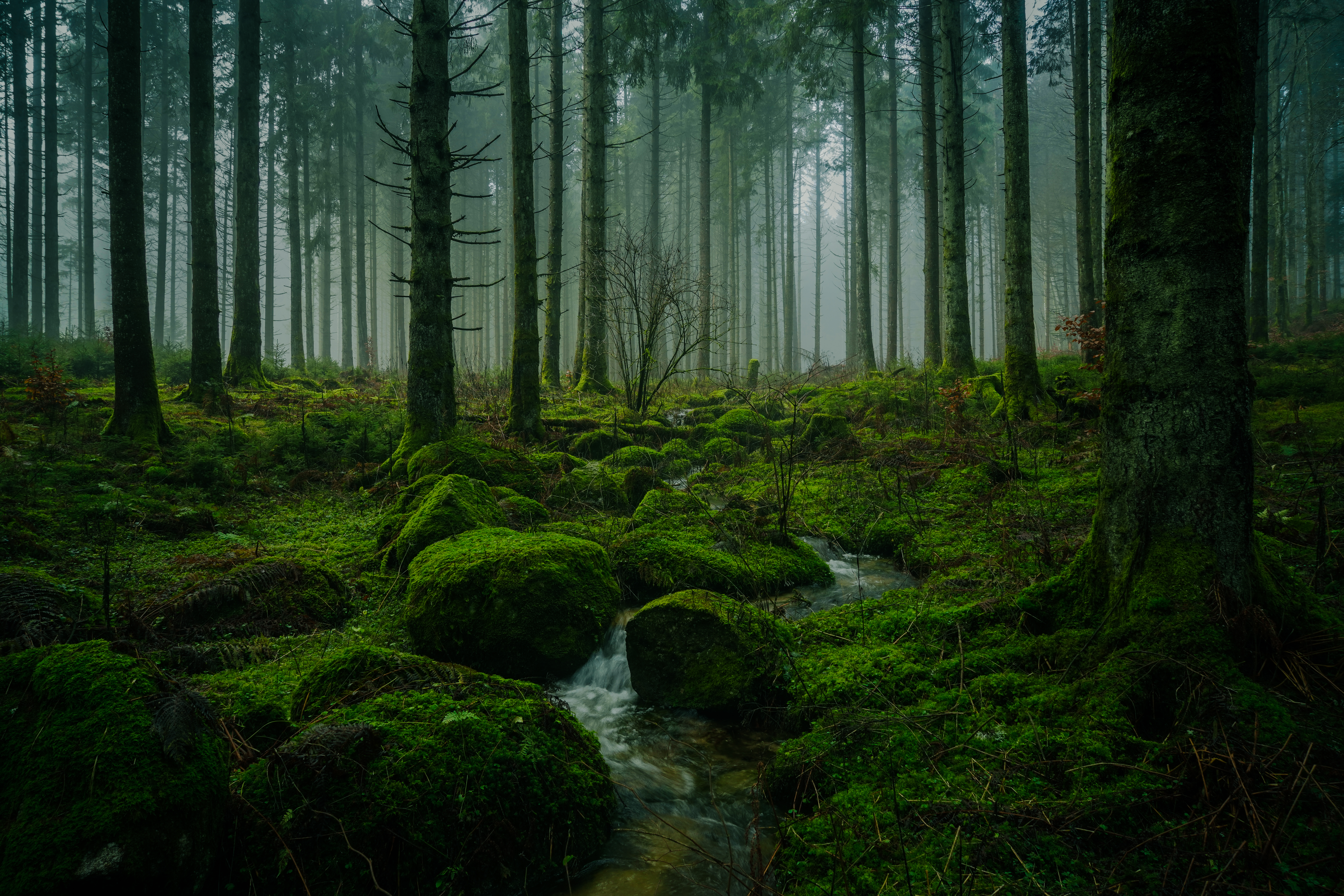 Black Forest